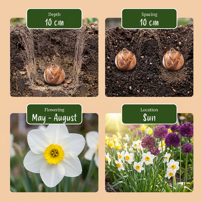 Bulbes du Melange pour jardin sec tenus dans une main, calibre 10/12, lot de 280 bulbes