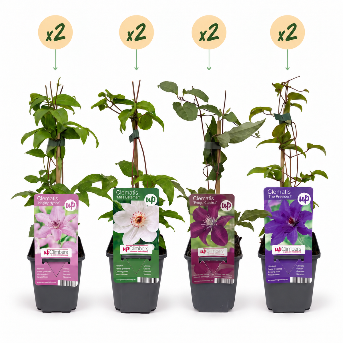 Clématite Rainbow en mélange de couleurs - lot de 8 plants, pot Ø9 cm