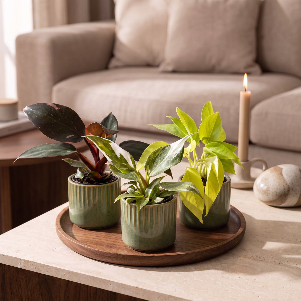 Philodendron panachés en situation dans un intérieur