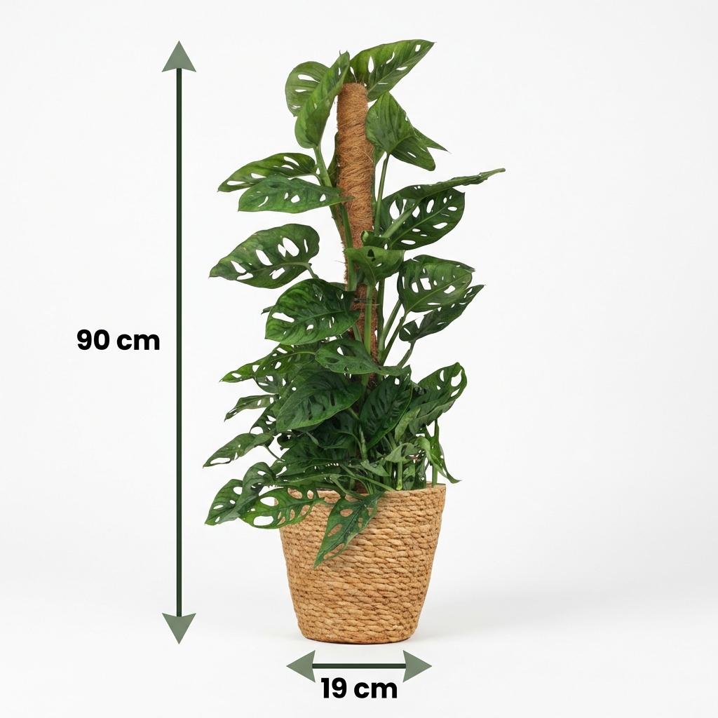 Plante d'intérieur - Monkey Mask - Monstera Adansonii sur tuteur - Vert - Entretien facile - 1 Plante - avec Panier - Pot 19cm - Hauteur 90cm