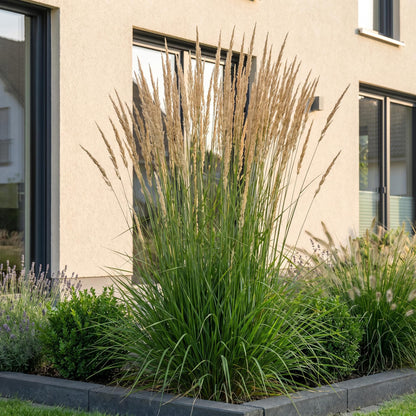 Graminées Calamagrostis Karl Foerster. Panicules dorées de roseaux dans un parterre de jardin moderne près d'une maison.