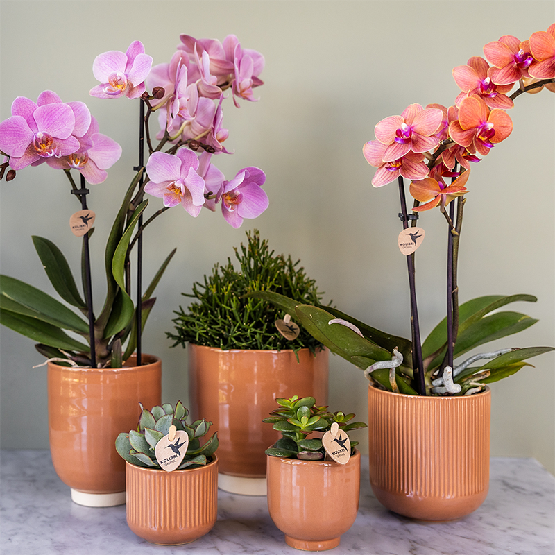 Orchidée Phalaenopsis en pot