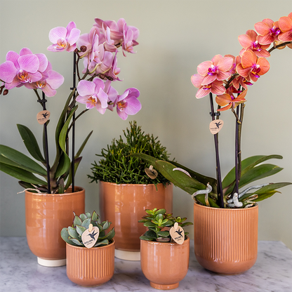 Orchidée Phalaenopsis en pot