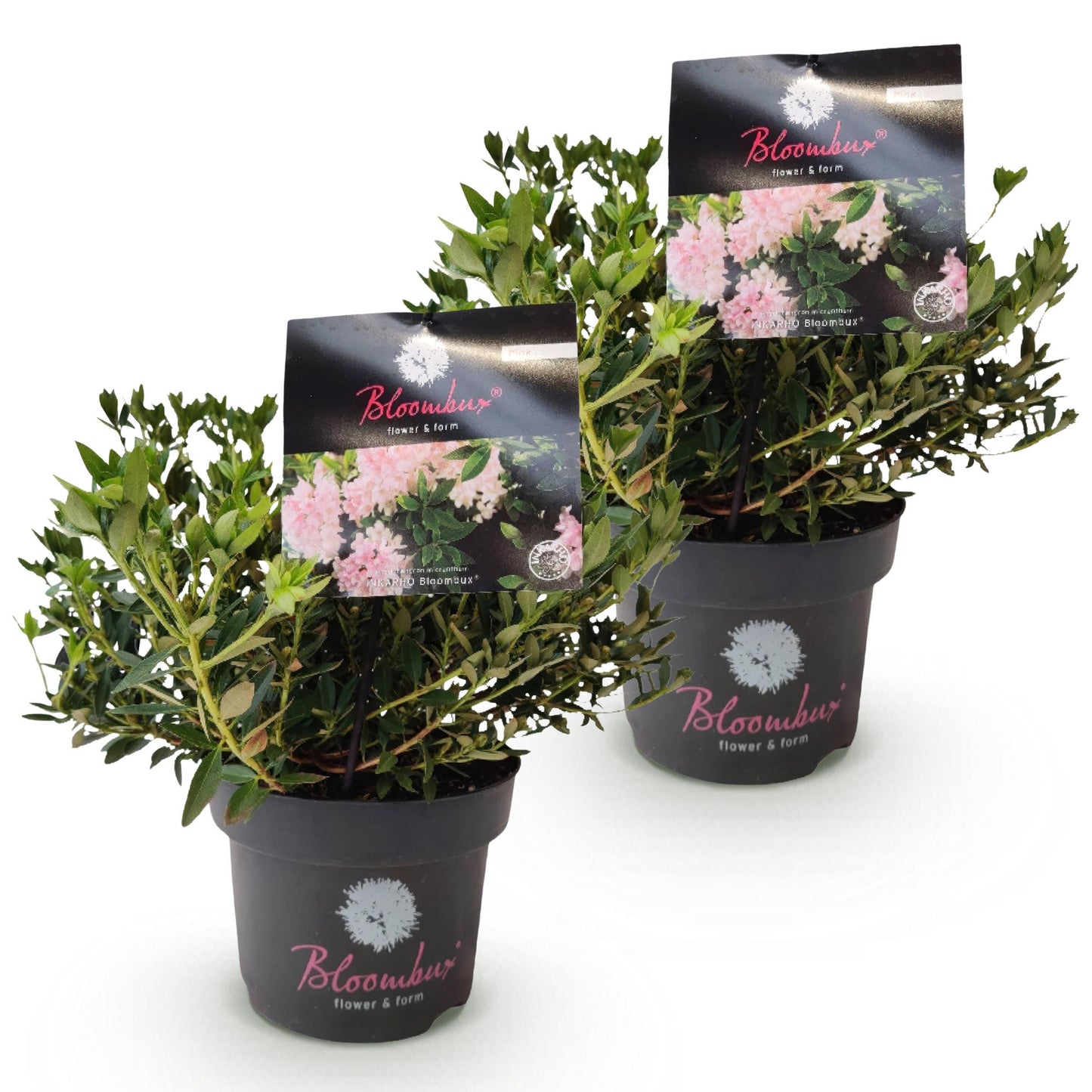 Rhododendron Bloombux Rose Clair. Deux plants en pot, avec des feuilles vertes denses et des étiquettes affichant de délicates fleurs roses 