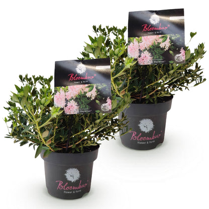 Rhododendron Bloombux Rose Clair. Deux plants en pot, avec des feuilles vertes denses et des étiquettes affichant de délicates fleurs roses 
