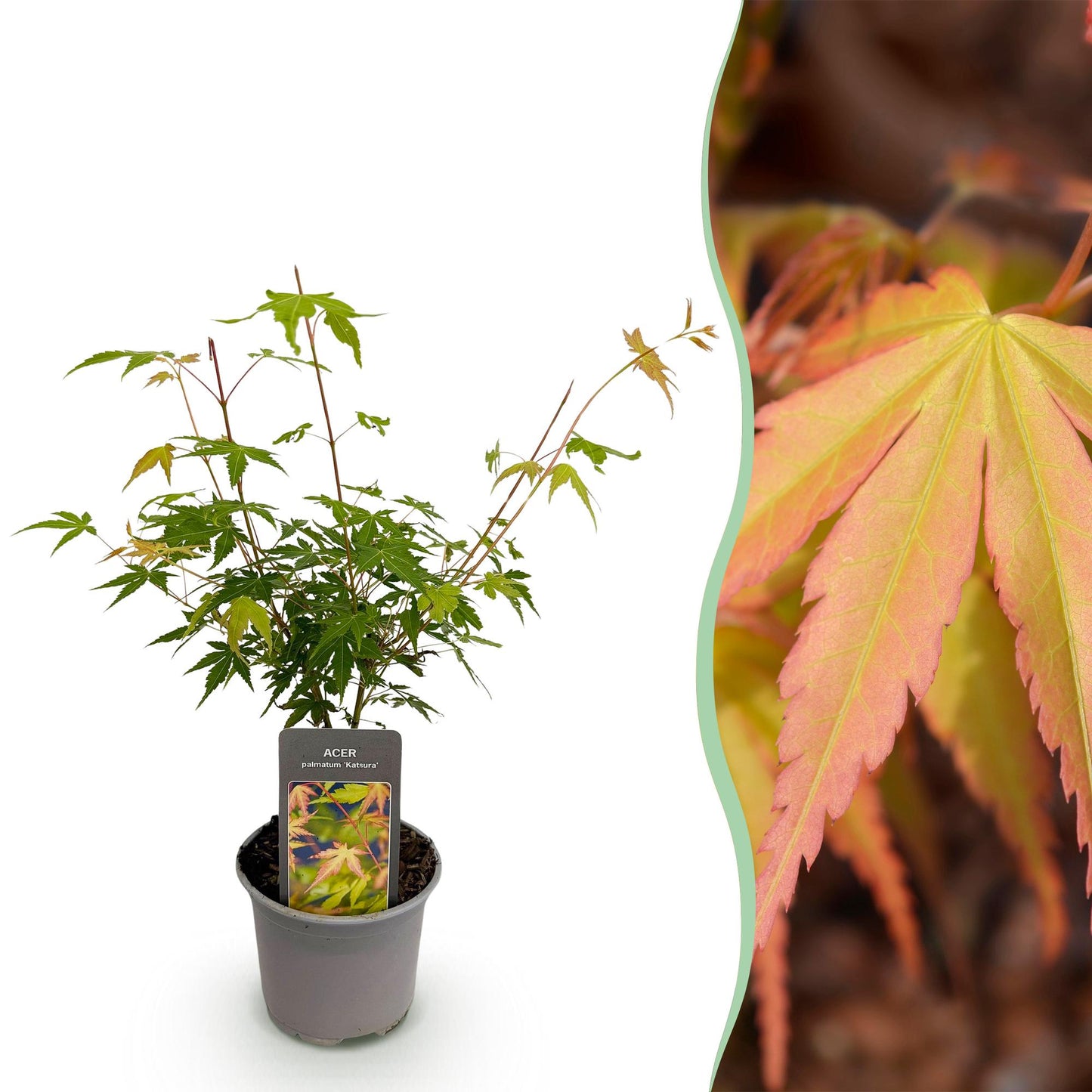 Acer palmatum Katsura : jeune plant en pot sur fond blanc, avec un gros plan de son feuillage orangé et vert.