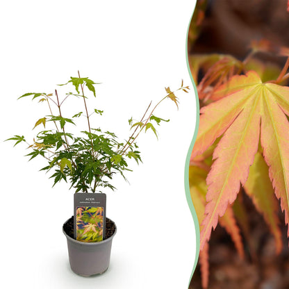 Acer palmatum Katsura : jeune plant en pot sur fond blanc, avec un gros plan de son feuillage orangé et vert.