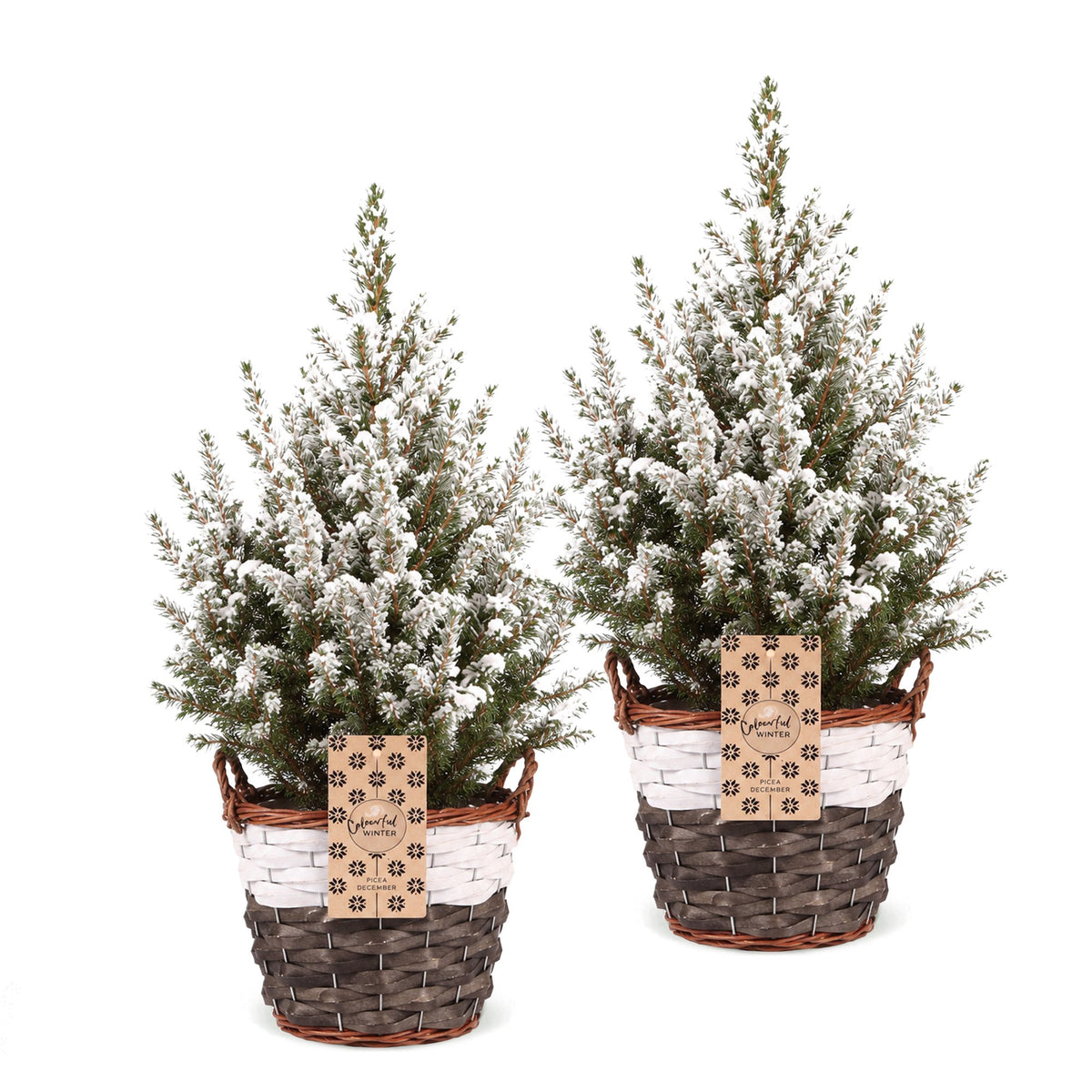 Épicéa 'Conica' enneigé lot de 2 sapins en pot de 17 cm, panier