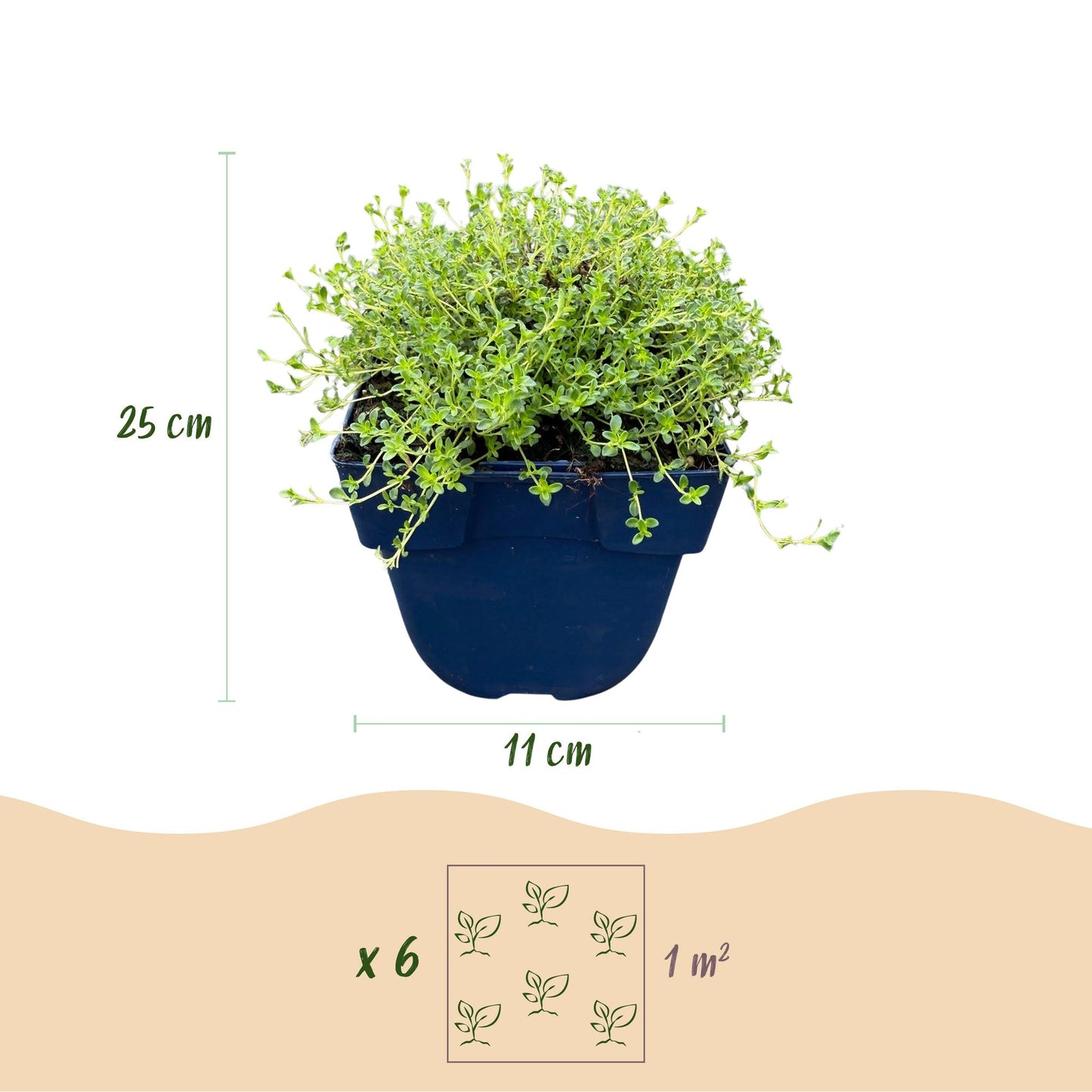 Thymus praecox Albiflorus : infographie montrant un plant de thym blanc rampant en pot de 11 cm de diamètre, 25 cm de haut. Schéma x6 plants
