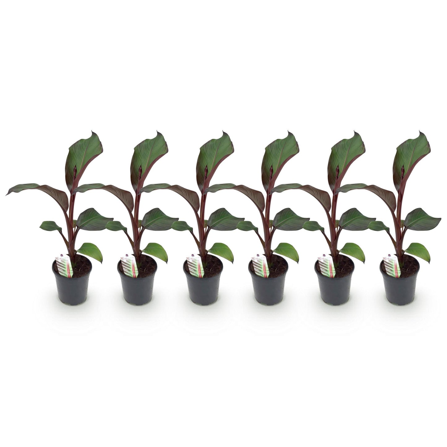 Ensete ventricosum Maurelli. Six jeunes bananiers à feuilles vert foncé et tiges pourpres, vendus en lot, alignés sur fond blanc.