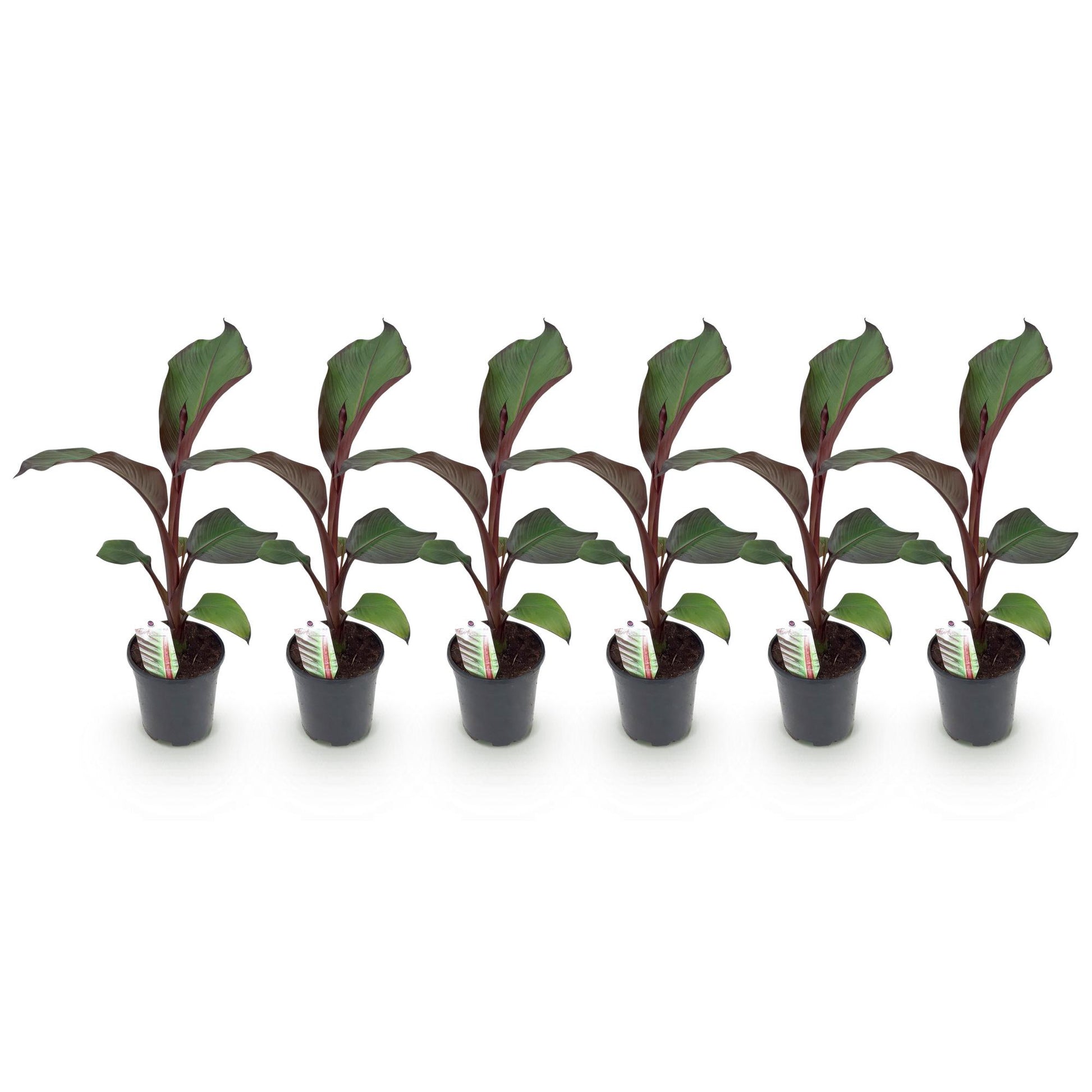 Ensete ventricosum Maurelli. Six jeunes bananiers à feuilles vert foncé et tiges pourpres, vendus en lot, alignés sur fond blanc.