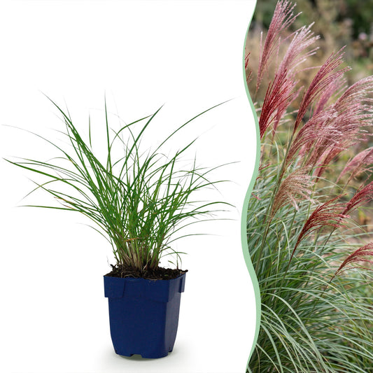 Miscanthus sin. Red Chief. Jeune plant en pot bleu sur fond blanc à gauche, et à droite, la plante adulte avec ses épis rouges en situation 