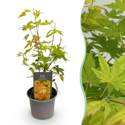 Acer palmatum Orange Dream : jeune plant en pot avec une étiquette produit, combiné à un gros plan de son feuillage vert et doré.