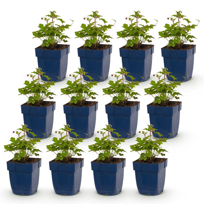 Anemone Tricolour – Herbst-Anemone : 6 plants en pot de 11 cm, feuillage vert et petites fleurs en boutons, alignés sur fond blanc.