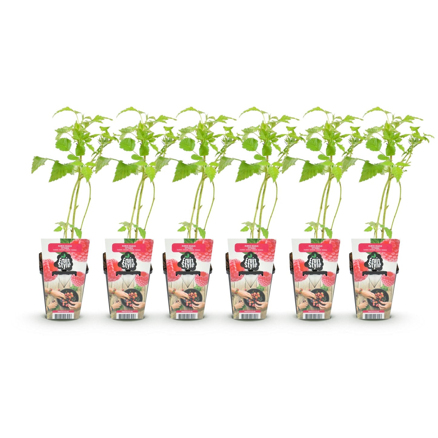 Framboisier Rubus idaeus Heritage. Six jeunes plants de framboisiers en pots de 9cm, avec étiquettes illustrées de framboises rouges.