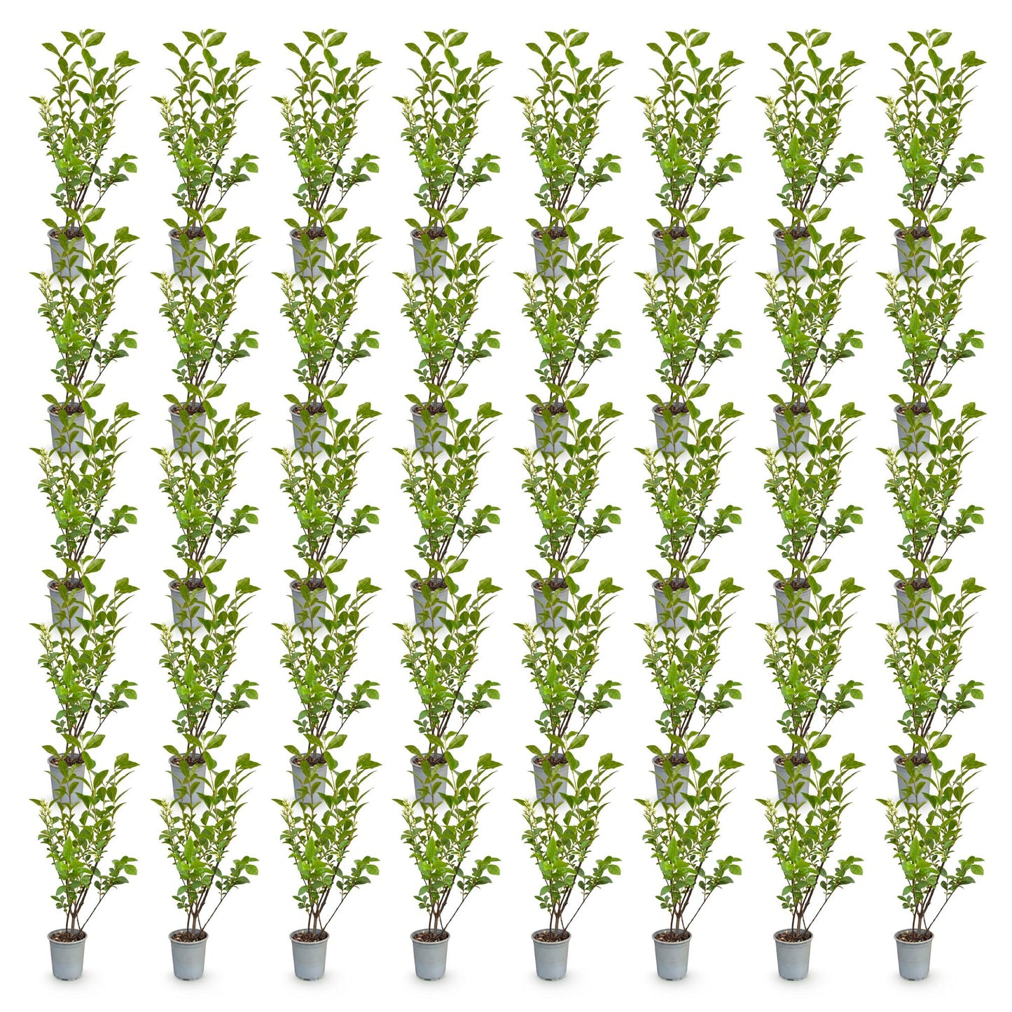 Ligustrum ovalifolium - Ligustre commun. Nombreux jeunes plants en pot, alignés sur fond blanc uni.