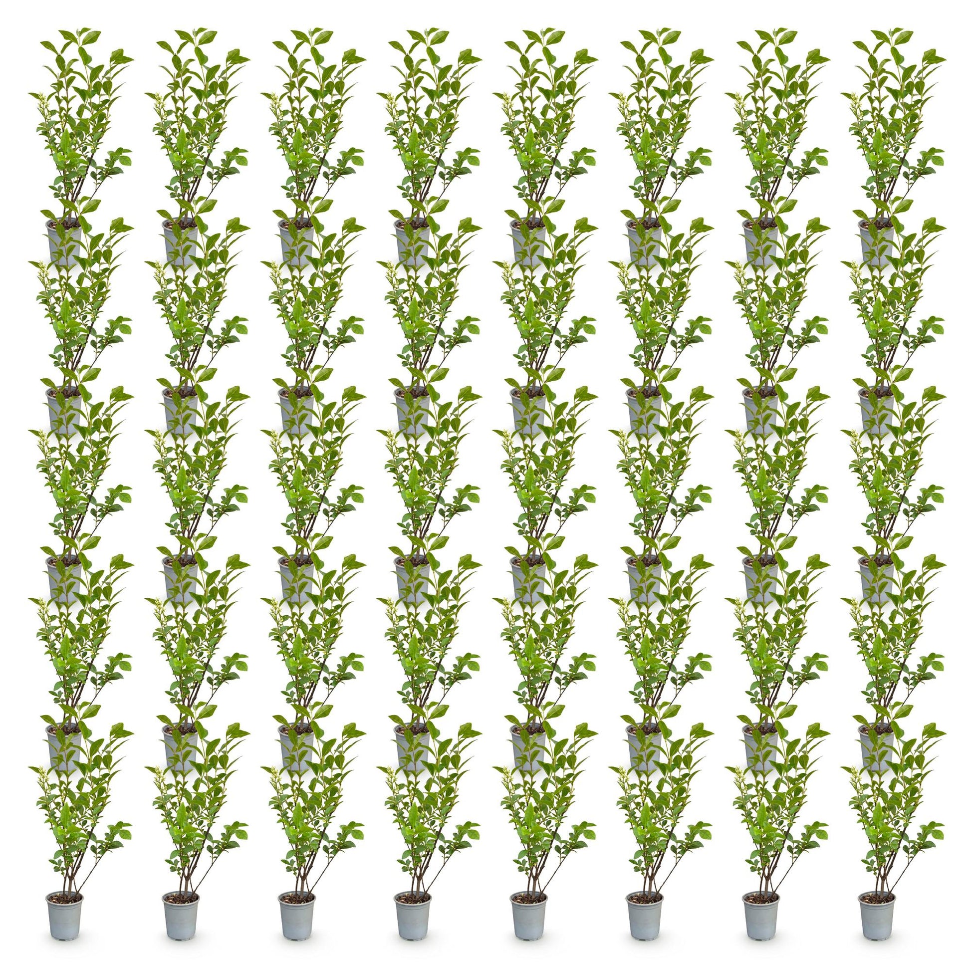 Ligustrum ovalifolium - Ligustre commun. Nombreux jeunes plants en pot, alignés sur fond blanc uni.