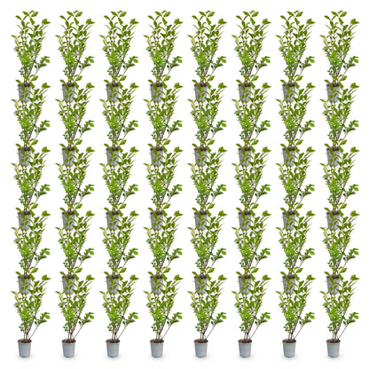 Ligustrum ovalifolium - Ligustre commun. Nombreux jeunes plants en pot, alignés sur fond blanc uni.