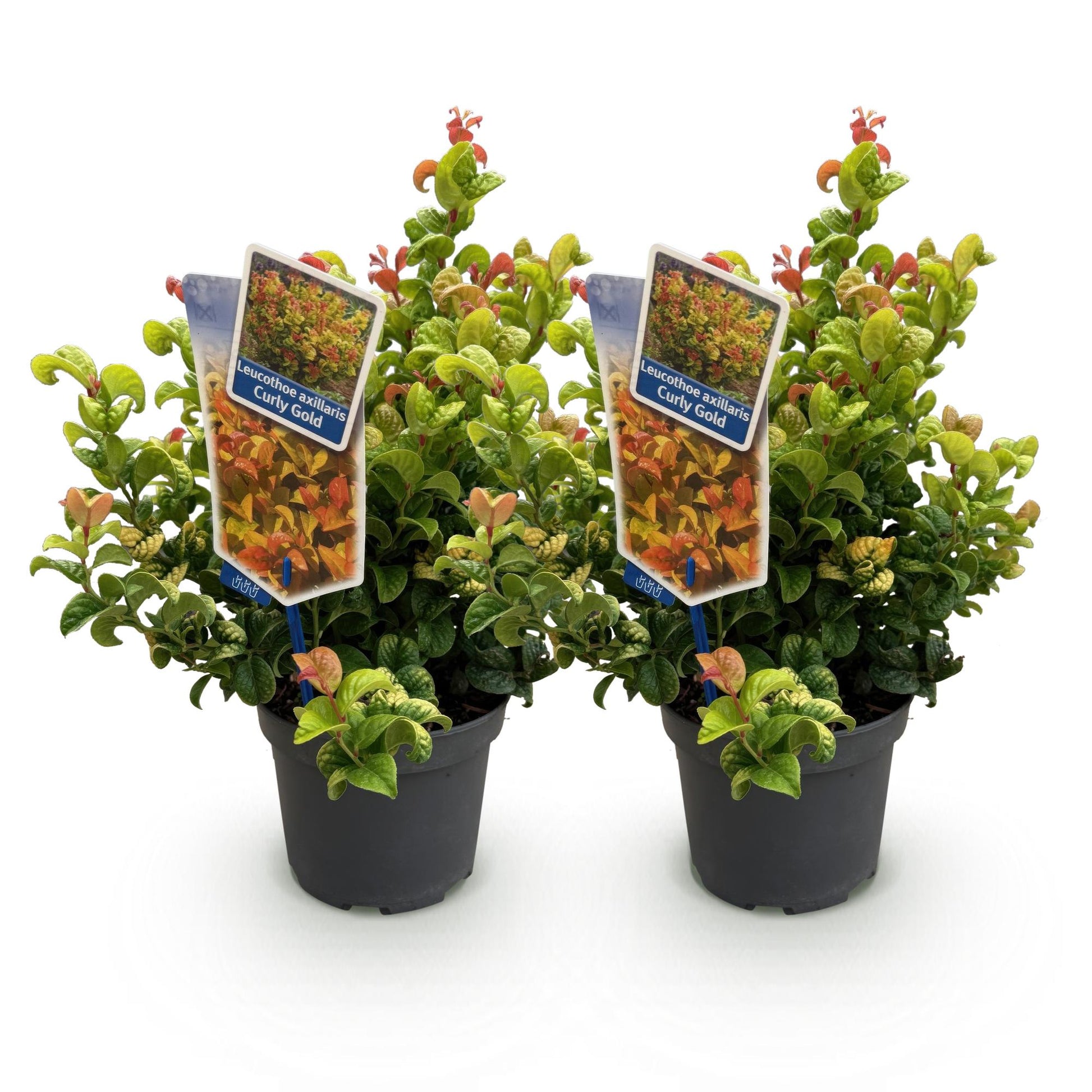 Leucothoe Curly Gold : Deux plants en pot noir, avec des feuilles vertes, jaunes et rouges, sur un fond blanc uni.