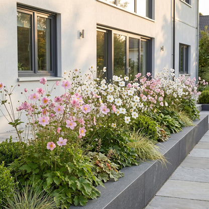 Anemone Tricolour : Haie de fleurs d'anémones d'automne roses et blanches plantées devant une maison moderne.