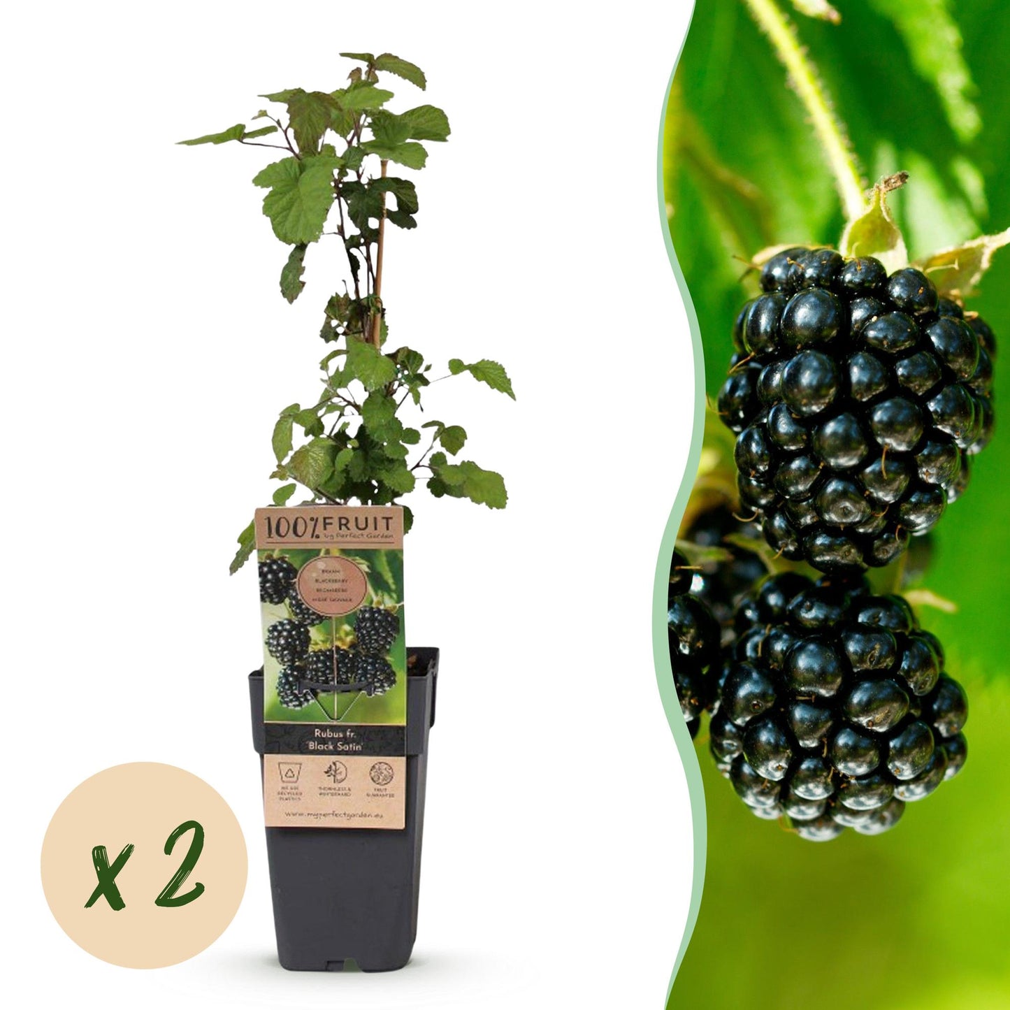 Rubus fruticosus 'Black Satin', plant de mûrier en pot avec l'étiquette et une pastille beige « x2 », à côté d'un gros plan de mûres noires 