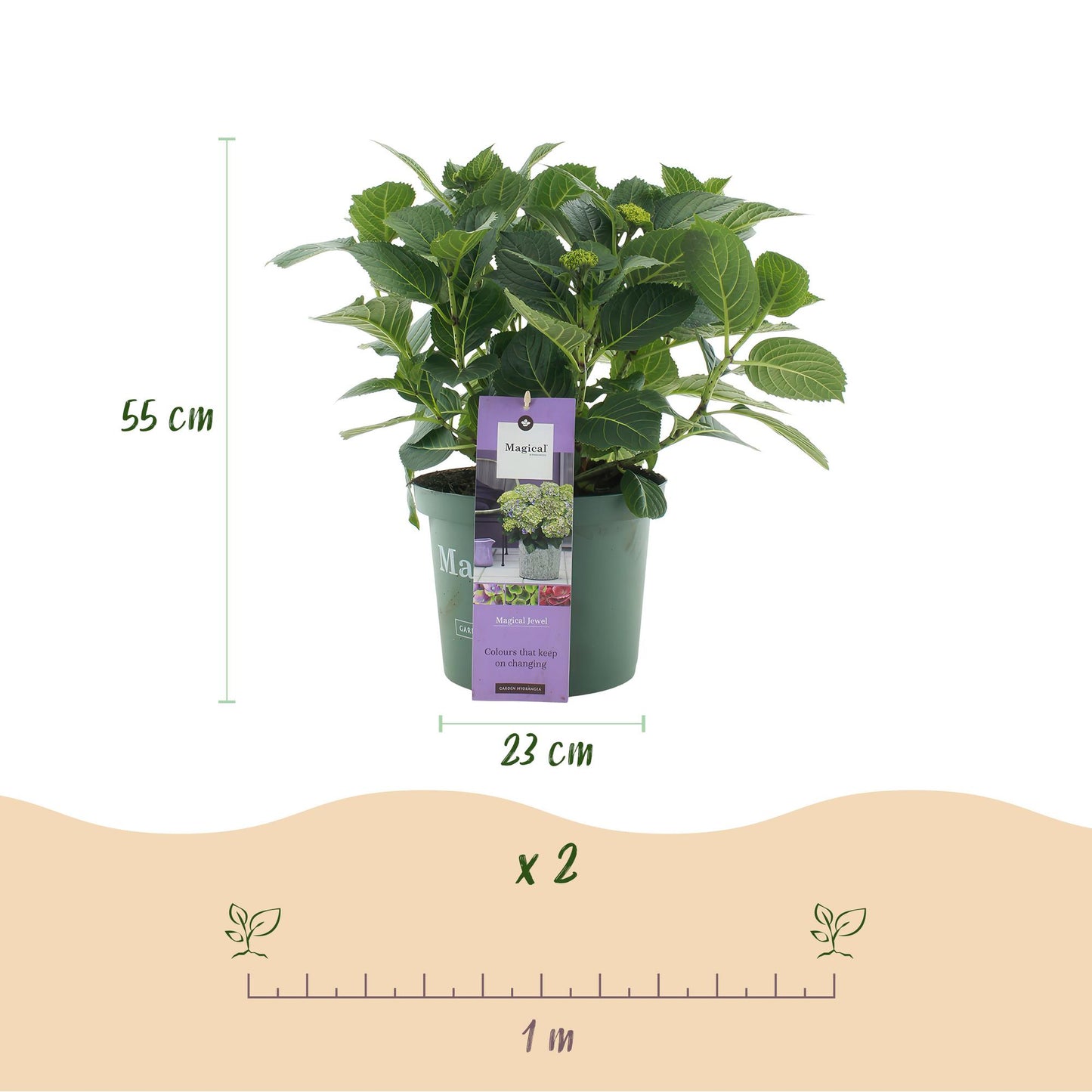 Hortensia Hydrangea Magical Jewel Blue : schéma avec une plante en pot de 23cm de diamètre, 55cm de hauteur et une échelle de 1 mètre indiqu