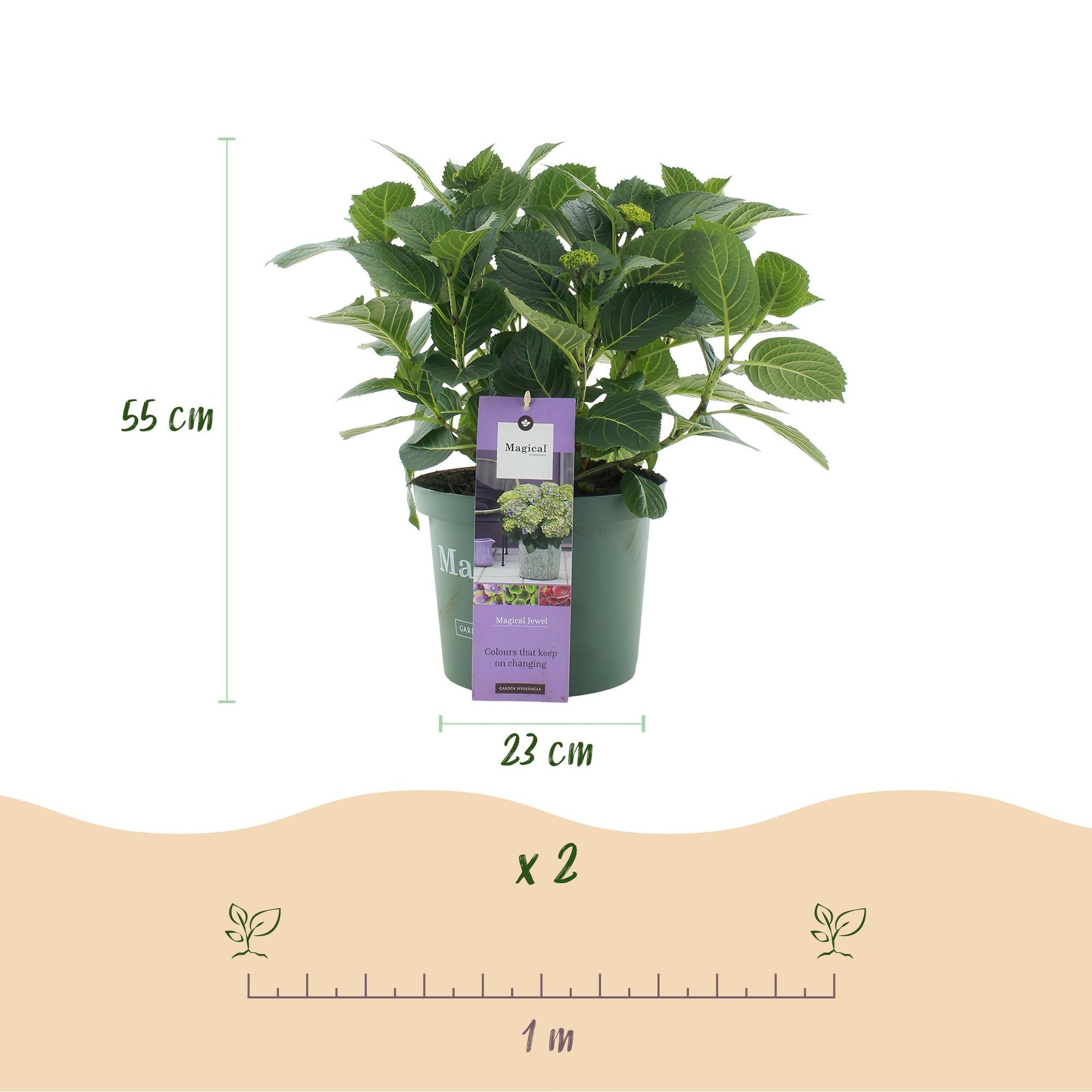 Hortensia Hydrangea Magical Jewel Blue : schéma avec une plante en pot de 23cm de diamètre, 55cm de hauteur et une échelle de 1 mètre indiqu