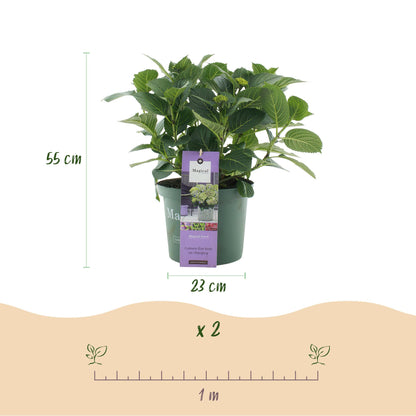 Hortensia Hydrangea Magical Jewel Blue : schéma avec une plante en pot de 23cm de diamètre, 55cm de hauteur et une échelle de 1 mètre indiqu