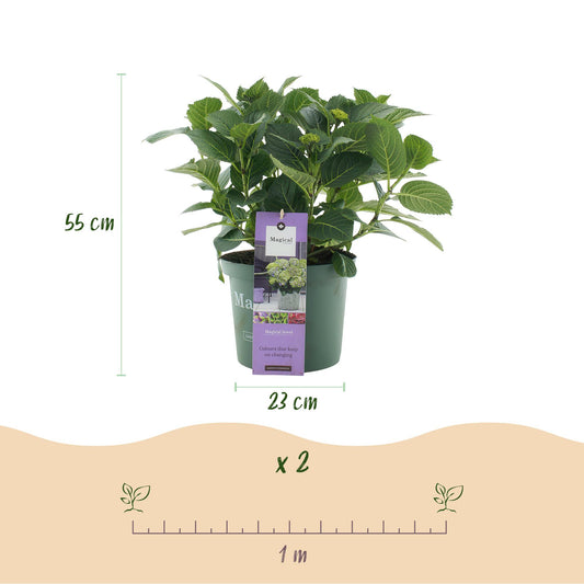 Hortensia Hydrangea Magical Jewel Blue : schéma avec une plante en pot de 23cm de diamètre, 55cm de hauteur et une échelle de 1 mètre indiqu
