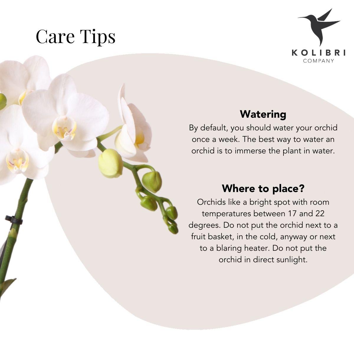 Orchidée Phalaenopsis blanche en pot