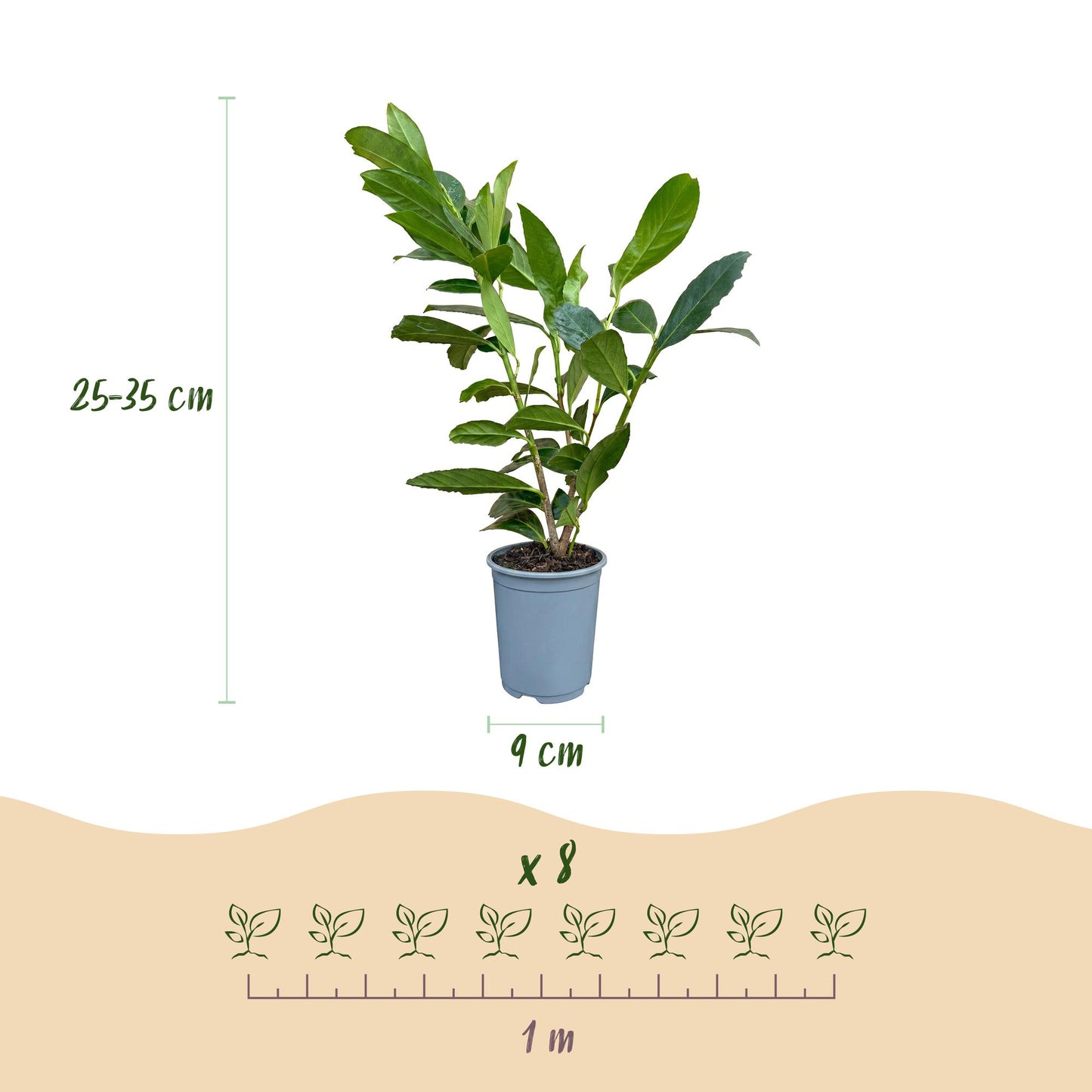 Prunus laur. Caucasica. Infographie montrant un plant en pot avec sa hauteur (25-35 cm) et le diamètre du pot (9 cm). En bas, l'espacement s