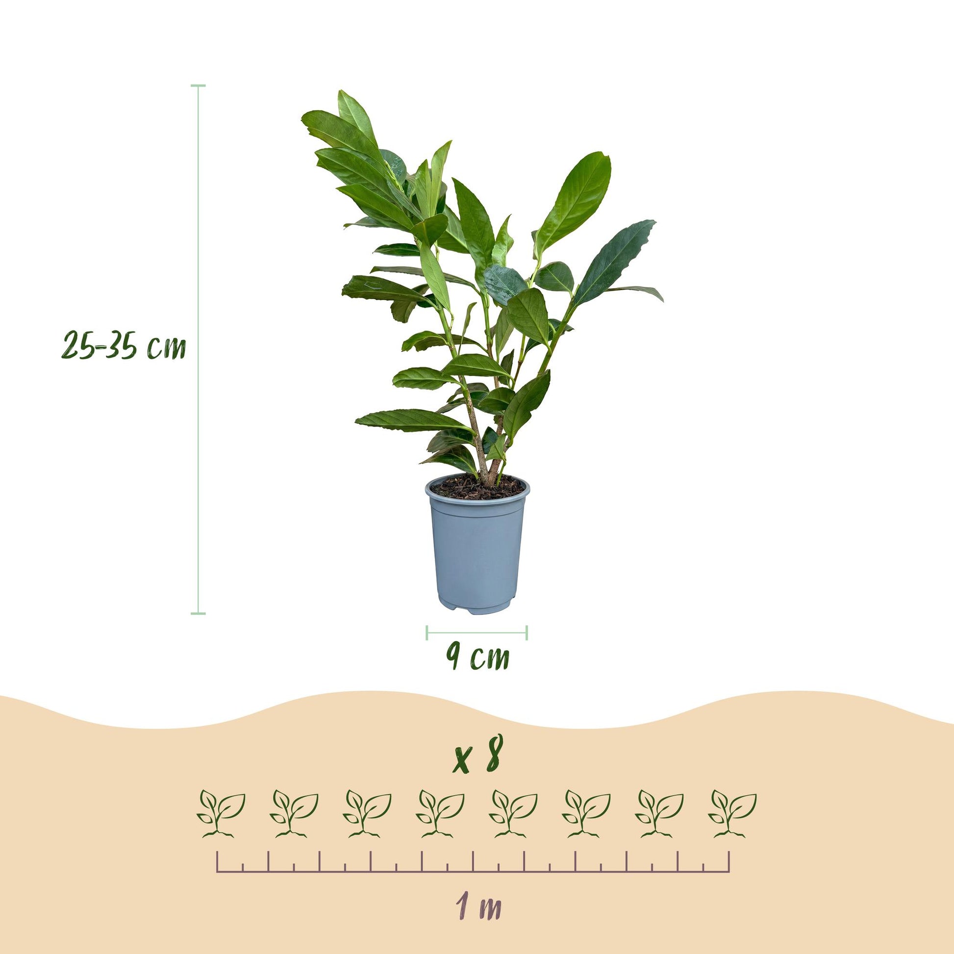 Prunus laur. Caucasica. Infographie montrant un plant en pot avec sa hauteur (25-35 cm) et le diamètre du pot (9 cm). En bas, l'espacement s