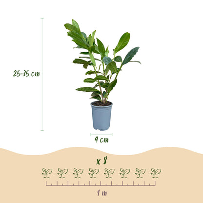 Prunus laur. Caucasica. Infographie montrant un plant en pot avec sa hauteur (25-35 cm) et le diamètre du pot (9 cm). En bas, l'espacement s