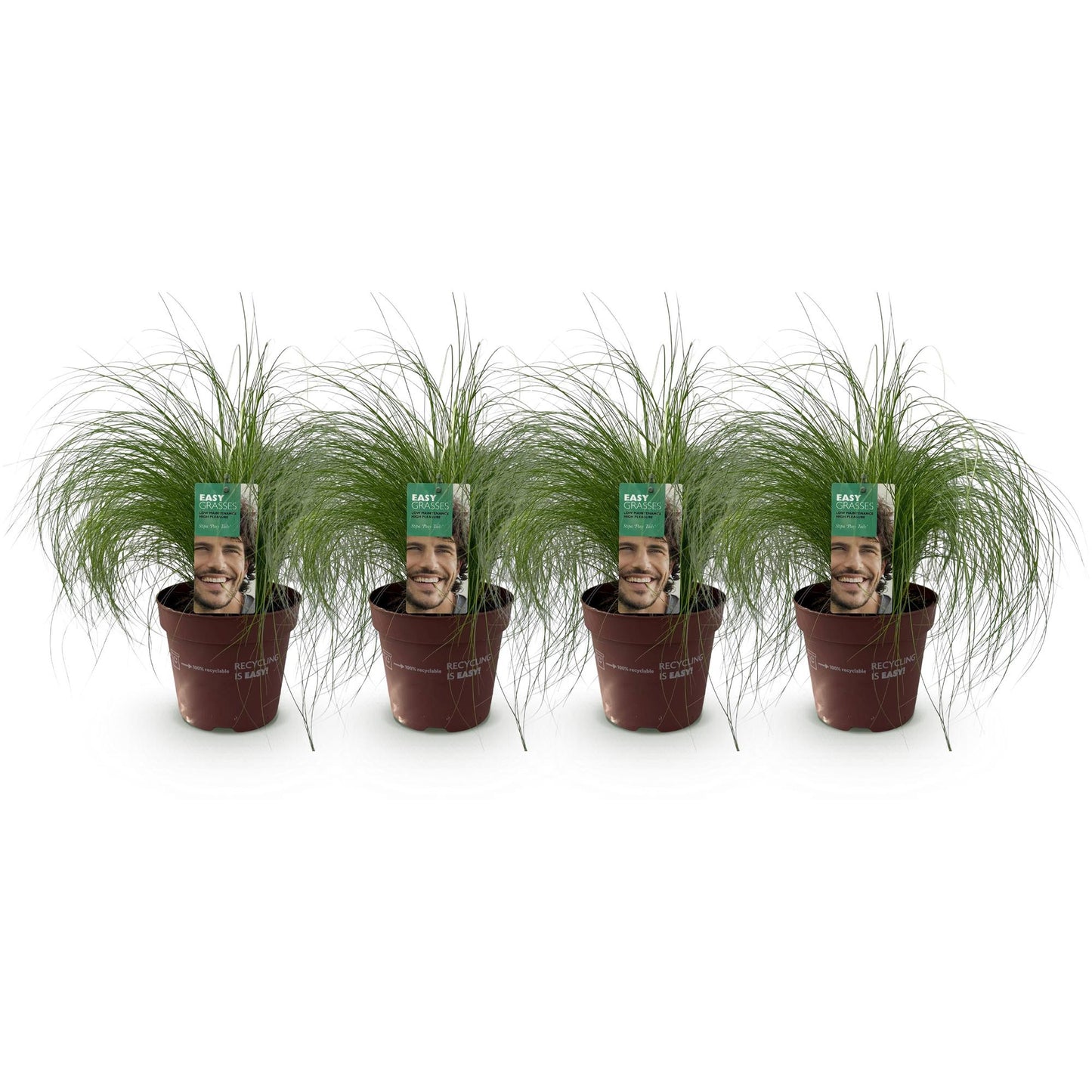 Stipa tenuifolia Pony Tails : quatre plants de graminées ornementales en pot marron, étiquetés, alignés sur fond blanc.