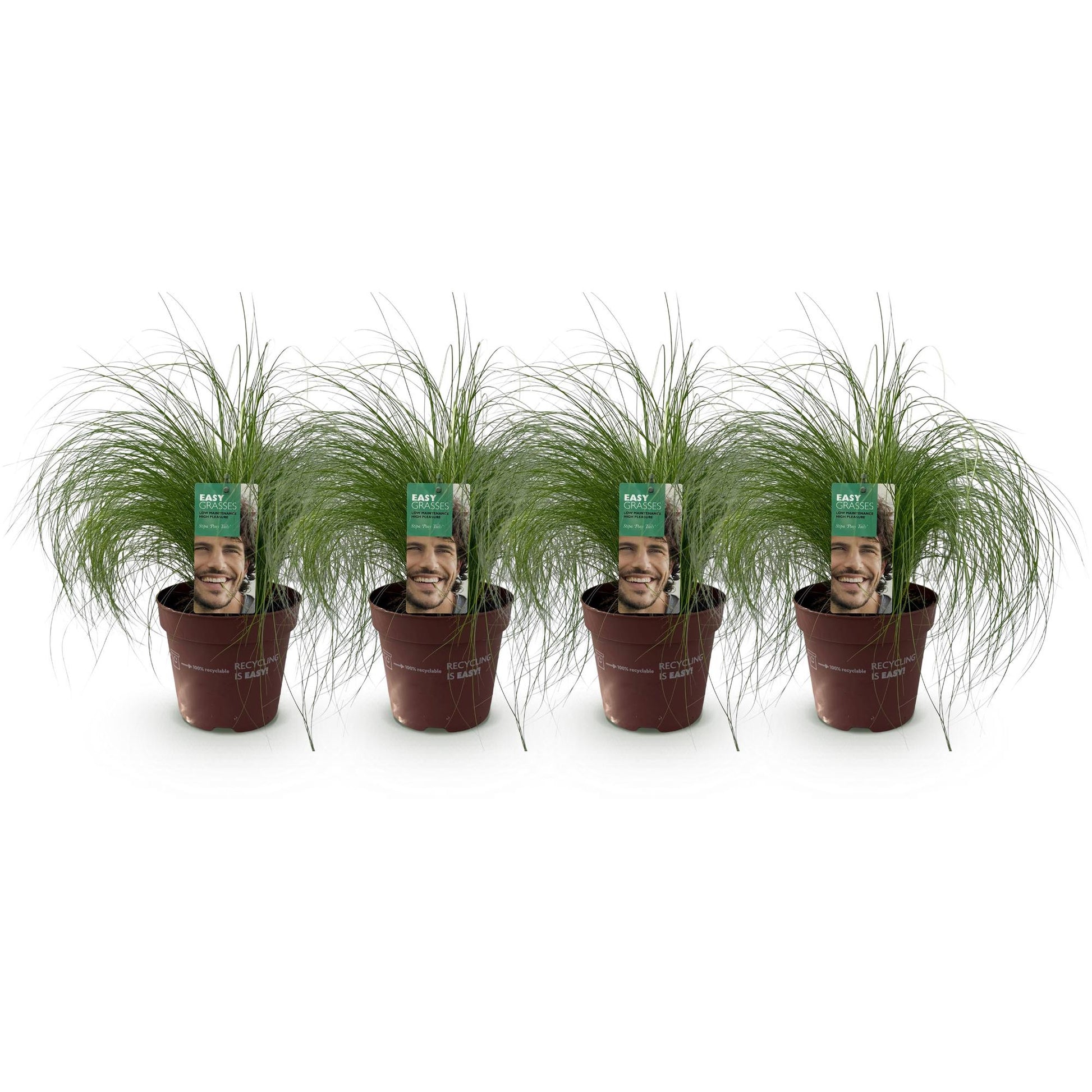 Stipa tenuifolia Pony Tails : quatre plants de graminées ornementales en pot marron, étiquetés, alignés sur fond blanc.