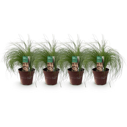 Stipa tenuifolia Pony Tails : quatre plants de graminées ornementales en pot marron, étiquetés, alignés sur fond blanc.