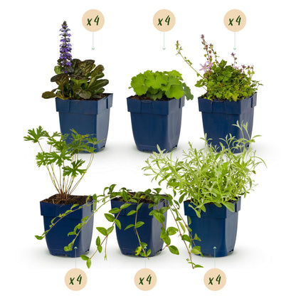 Plante vivace : Pack de 6 plants pour massif en pots de 11cm, hauteur 15-25cm, avec pastilles indiquant des quantités