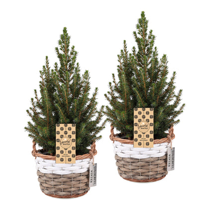 Épicéa de l'Alberta 'Conica' lot de 2 sapins en pot de 17 cm, panier