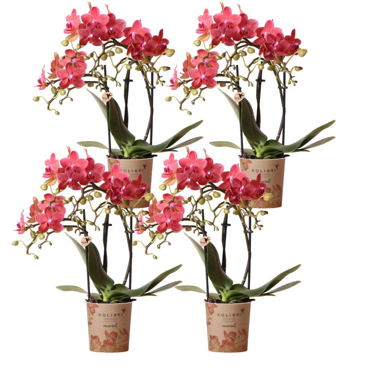 Lot de 4 orchidées Phalaenopsis 'Congo' rouge - Pot 9 cm