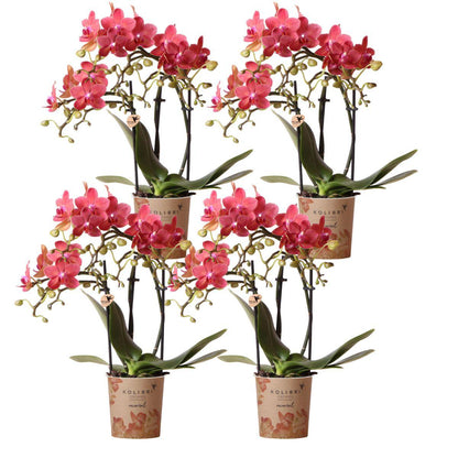 Lot de 4 orchidées Phalaenopsis 'Congo' rouge - Pot 9 cm