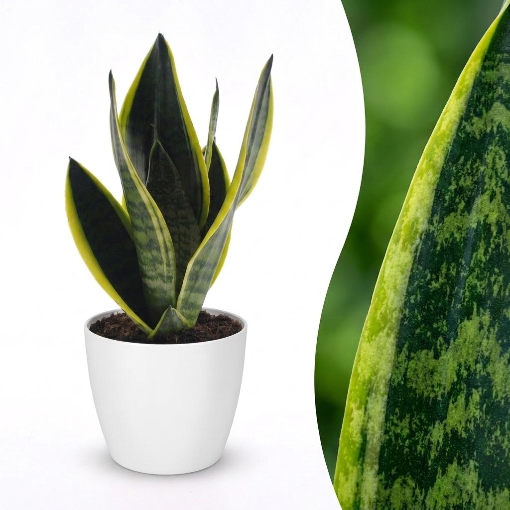 Cette sansevieria Futura Superba possède un feuillage vert foncé aux bords jaunes vifs dans un pot blanc épuré