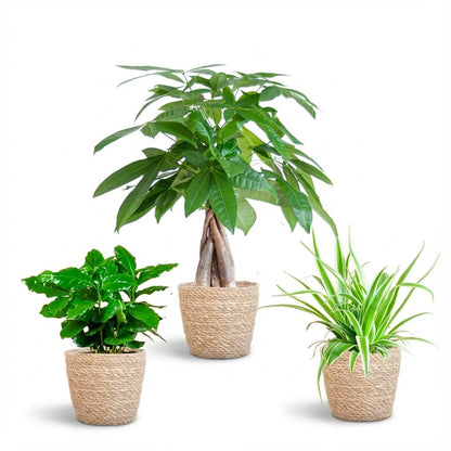 Box plantes Pet-friendly pot 12cm, sélection plantes d'intérieur non toxiques pour animaux et enfants