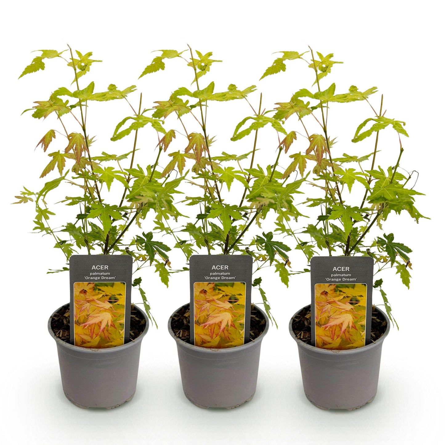 Acer palmatum Orange Dream : trois jeunes érables japonais avec feuillage vert et touches orangées, en pots gris sur fond blanc. Idéal pour 