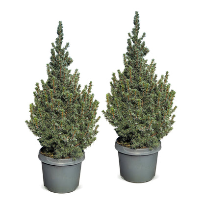 Épicéa 'Sander's Blue' lot de 2 sapins en pot de 23 cm