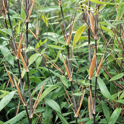 Bambou Fargesia Black Dragon : Gros plan sur les chaumes noirs et les feuilles vertes du bambou non envahissant.