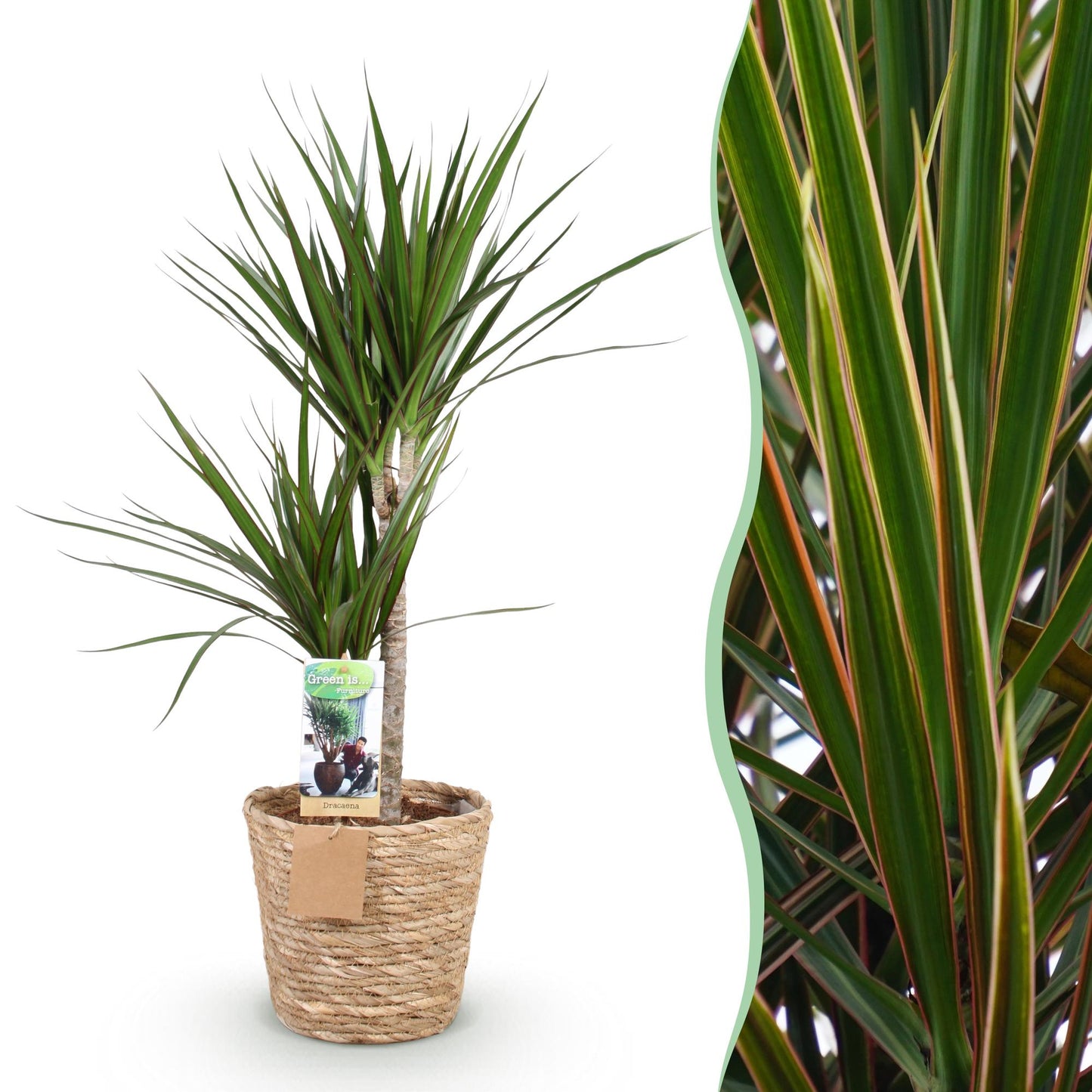 Plantes d'intérieur - Dracaena Marginata - Arbre à dragon - Peu d'entretien - avec panier - Vert - 1 Plante - Pot 21cm - Hauteur 90-100cm