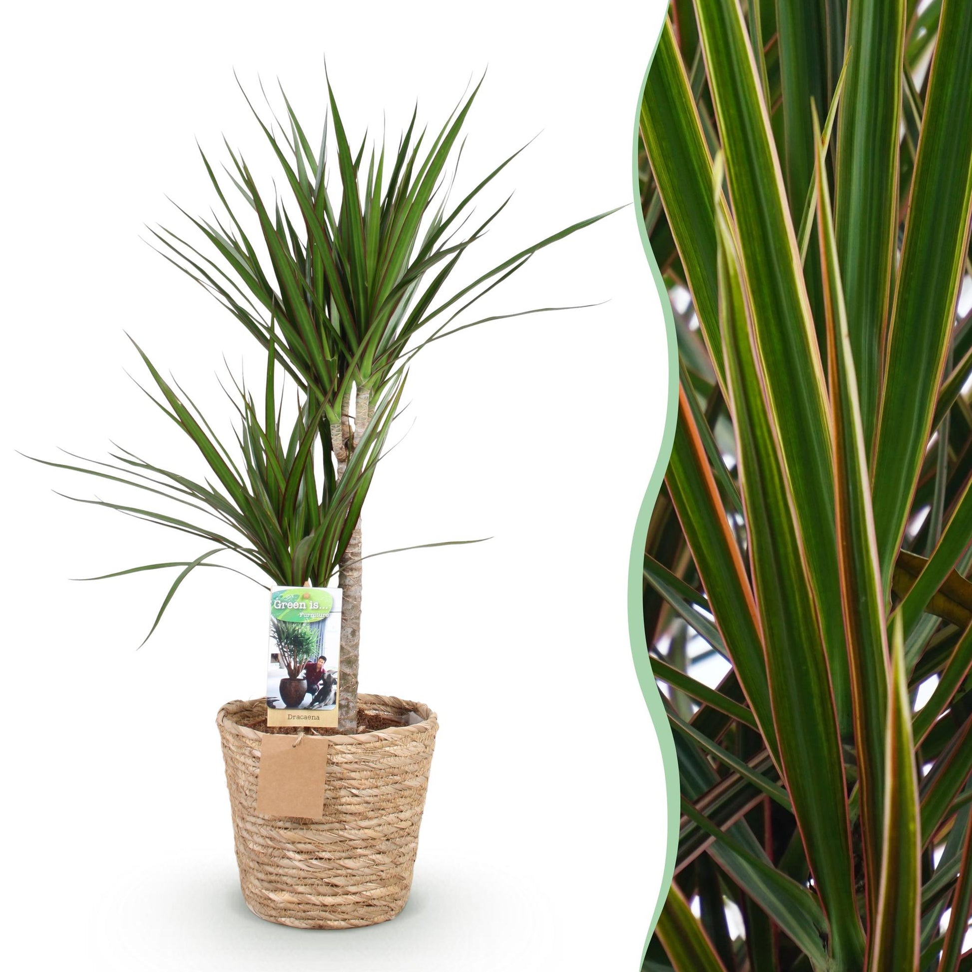 Plantes d'intérieur - Dracaena Marginata - Arbre à dragon - Peu d'entretien - avec panier - Vert - 1 Plante - Pot 21cm - Hauteur 90-100cm