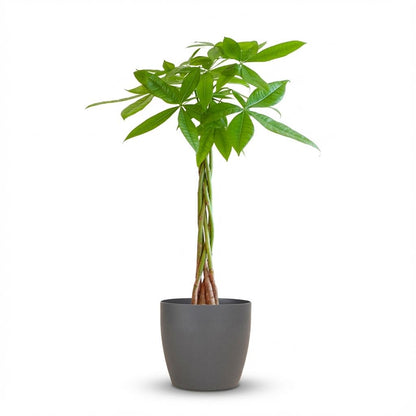 Pachira Aquatica avec Potter Gris - 80cm - Ø21