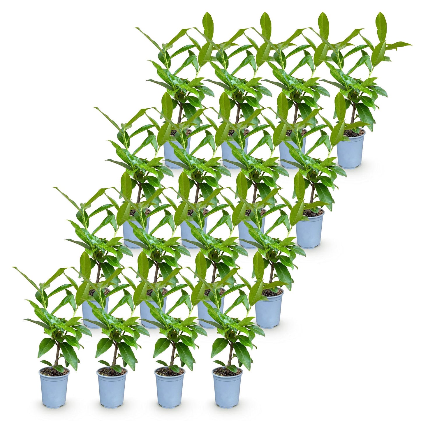 Prunus laur. Novita : 24 jeunes plants de cerisier laurier en pot sur fond blanc, prêts à être plantés pour créer une haie persistante.