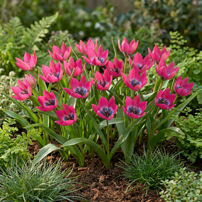 Massif de tulipes 'Little Beauty' roses aux cœurs bleus, fleurissant au printemps au milieu de la verdure.